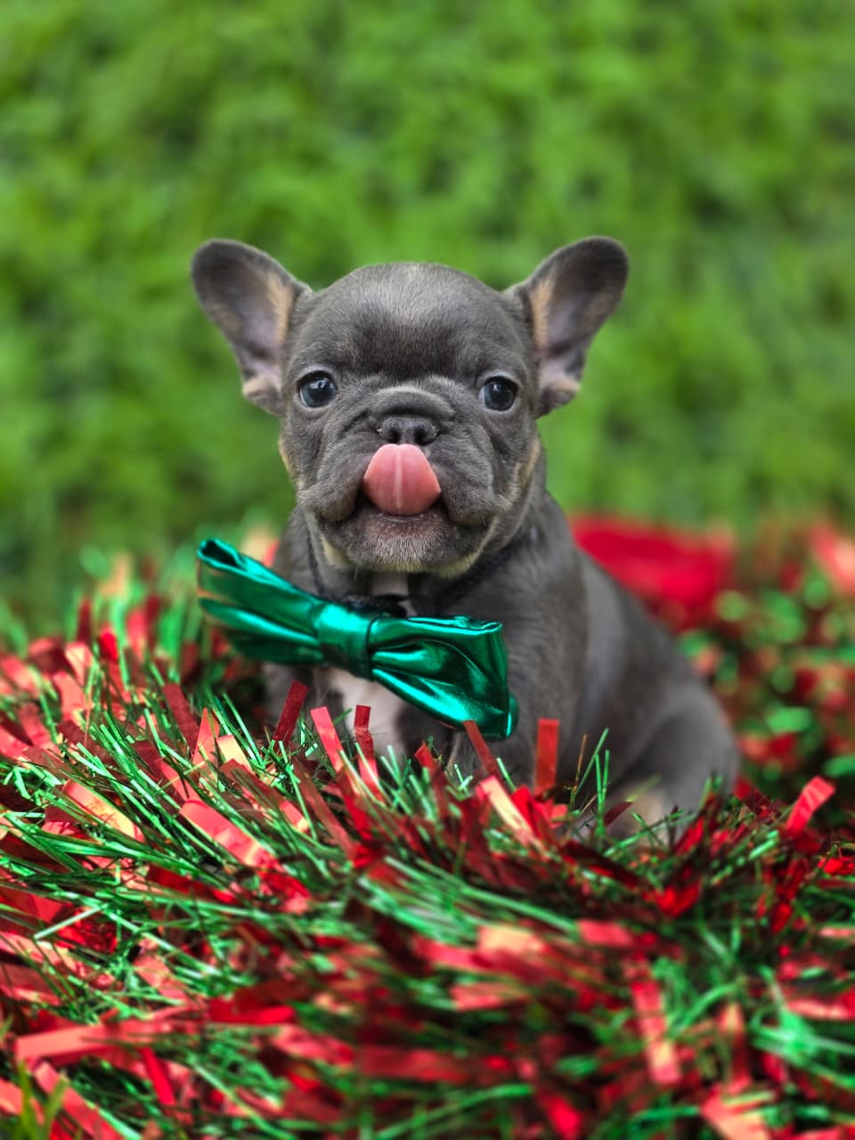 Available French Bulldog Puppy 3